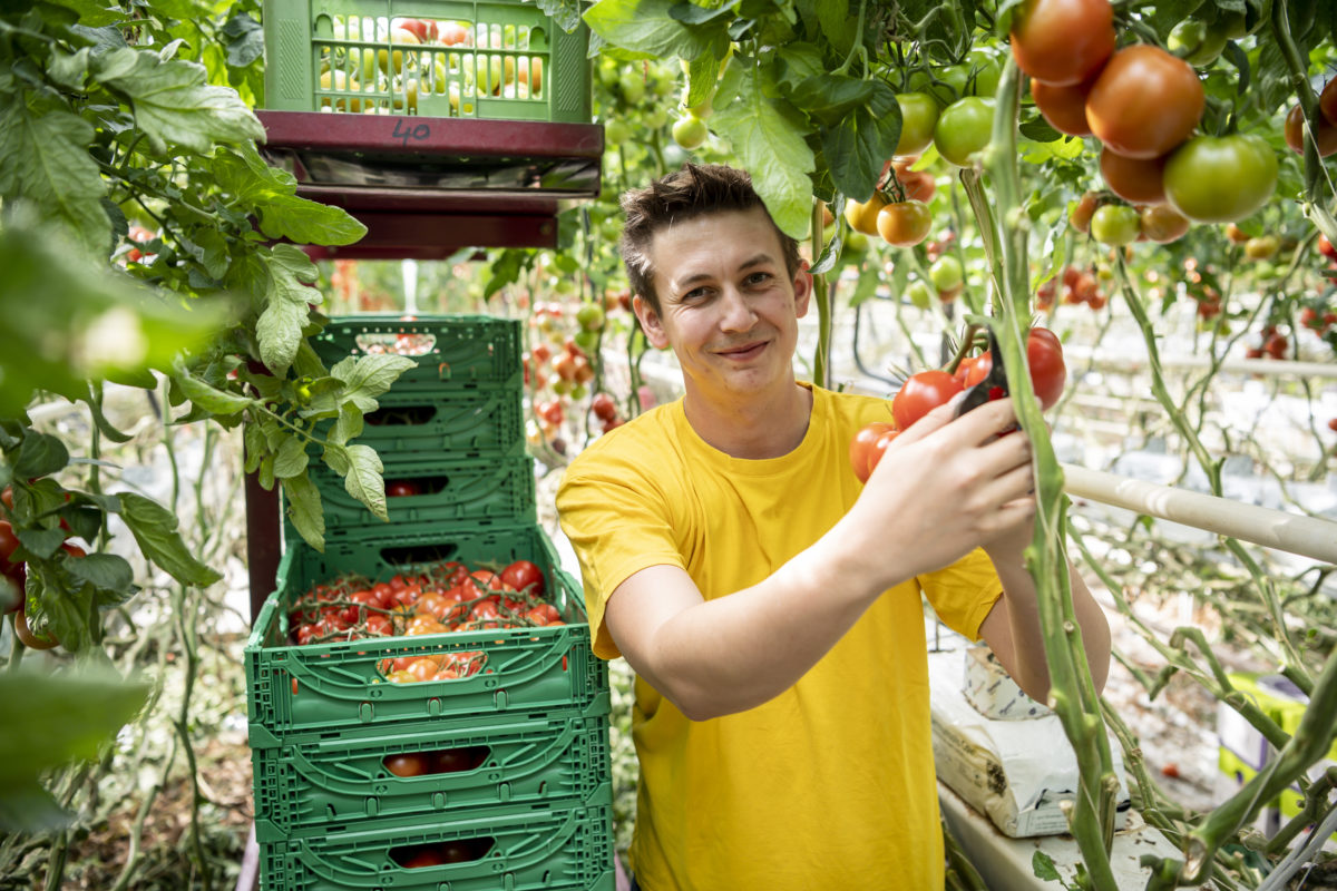 Junior manager Thomas Merschl represents the fifth-generation of family business, which supplies Vienna and the surrounding regions with a wide variety of tomatoes.