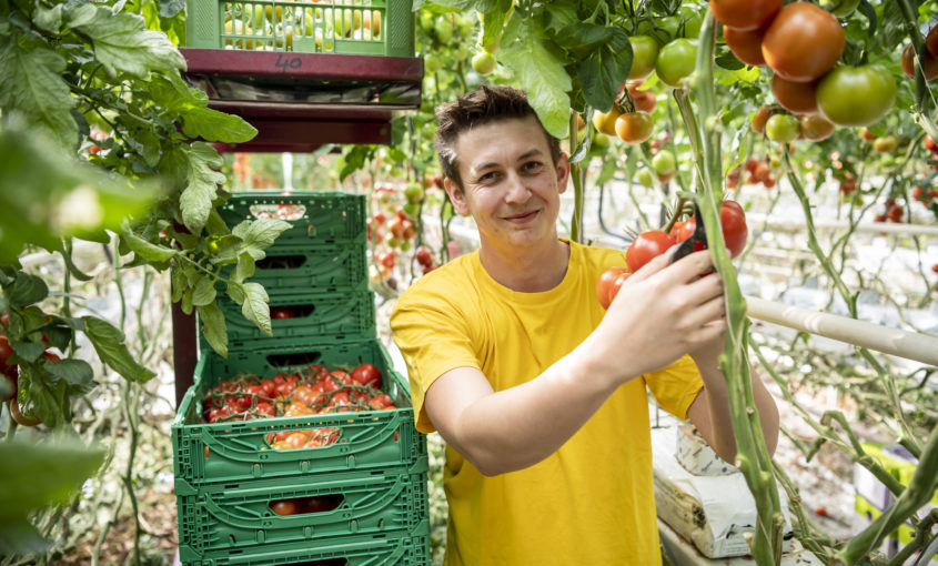 Junior manager Thomas Merschl represents the fifth-generation of family business, which supplies Vienna and the surrounding regions with a wide variety of tomatoes.